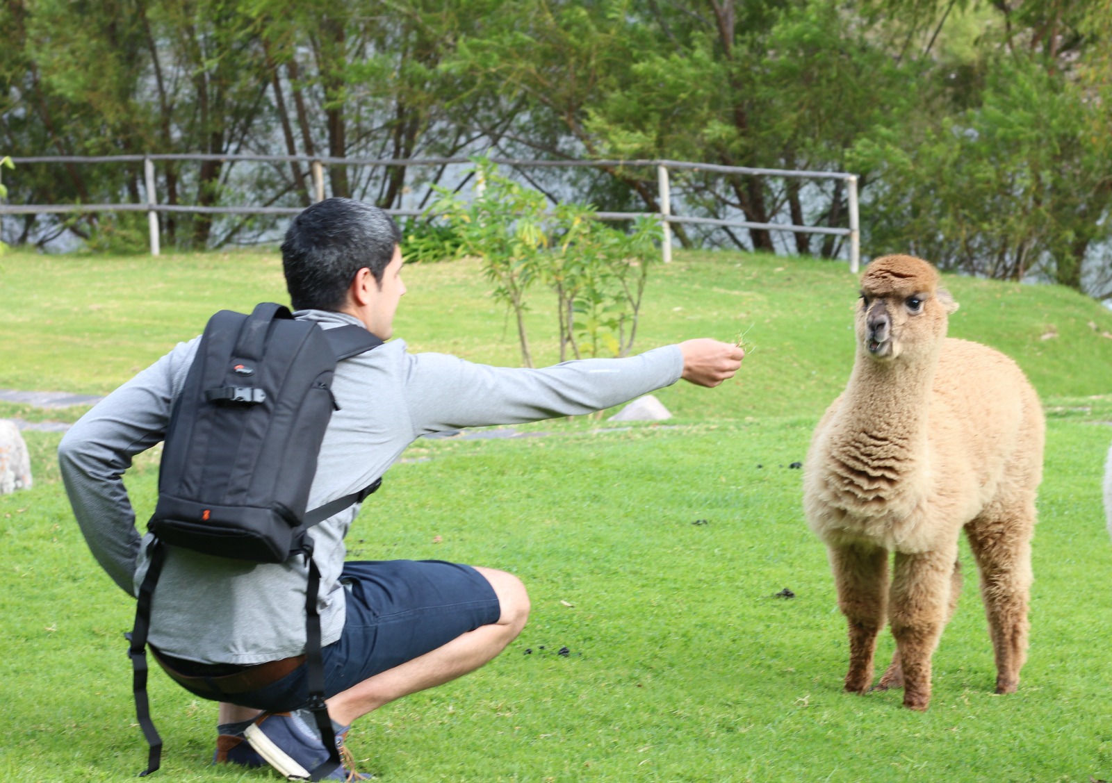 michael-trying-to-pet-alpaca
